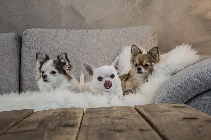 6 Dicas Infalíveis para Rejuvenescer Seu Cão Idoso