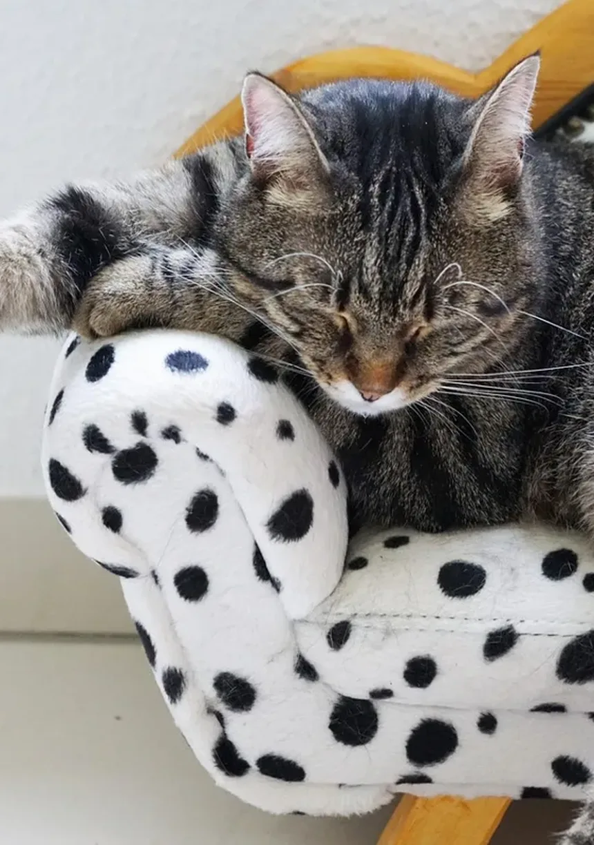 Os Gatos São Inteligentes? Descubra a Verdade Sobre a Mente Felina!