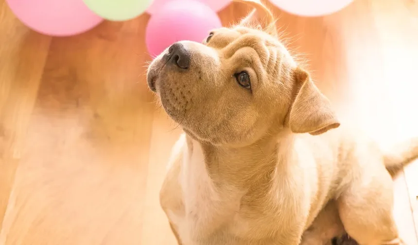 Escolhendo a Comida para o Seu Cão Idoso