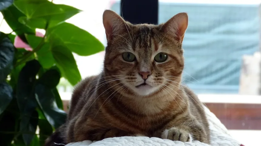 Guia Completo para a Saúde Felina: Cuidados em Cada Etapa da Vida