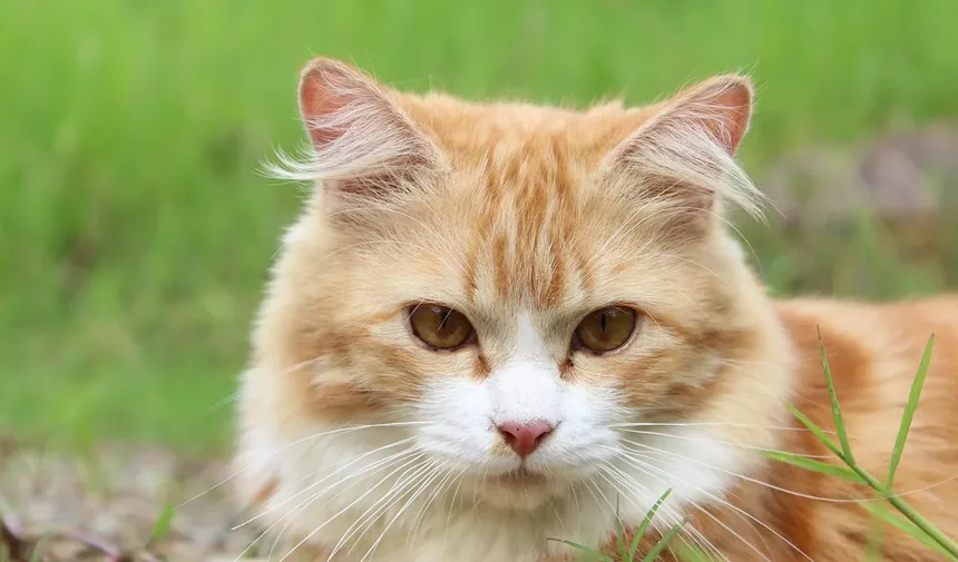 Guia Completo para a Saúde Felina: Cuidados em Cada Etapa da Vida