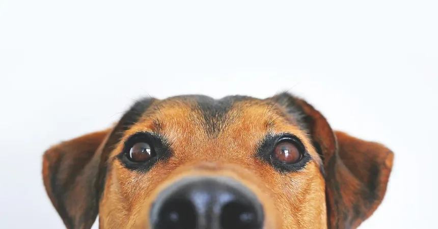 Caspa em Cães: Tipos, Causas e Tratamentos Eficazes