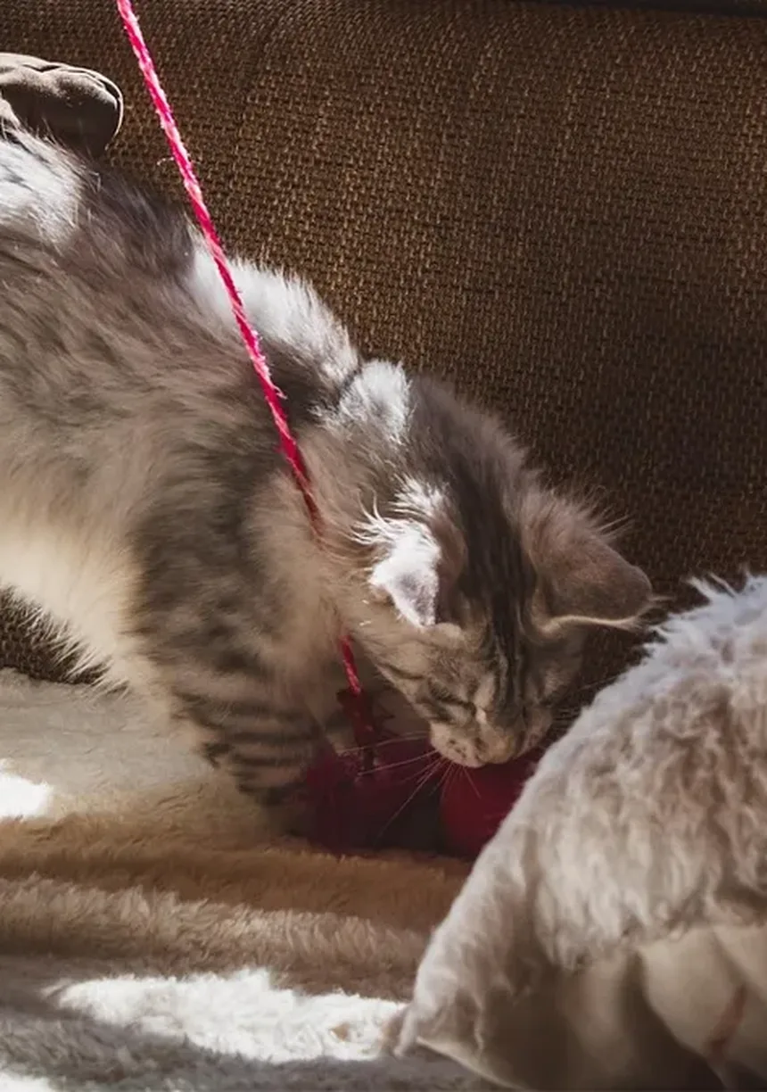 Os Gatos Sentem Vergonha? Descubra a Verdade por Trás Comportamentos