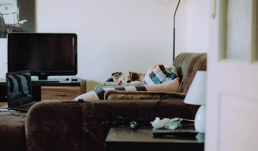 Como Cuidar de Peixes Betta: Guia Completo para Iniciantes