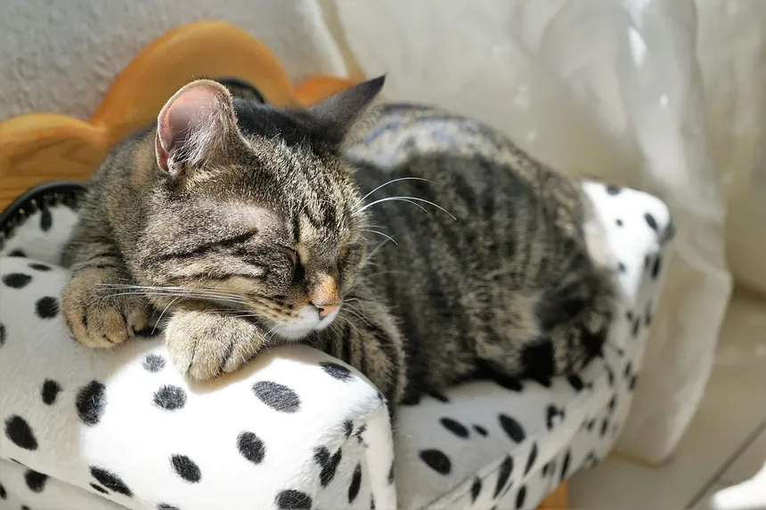 Como Identificar se Seu Gato Está com Dor