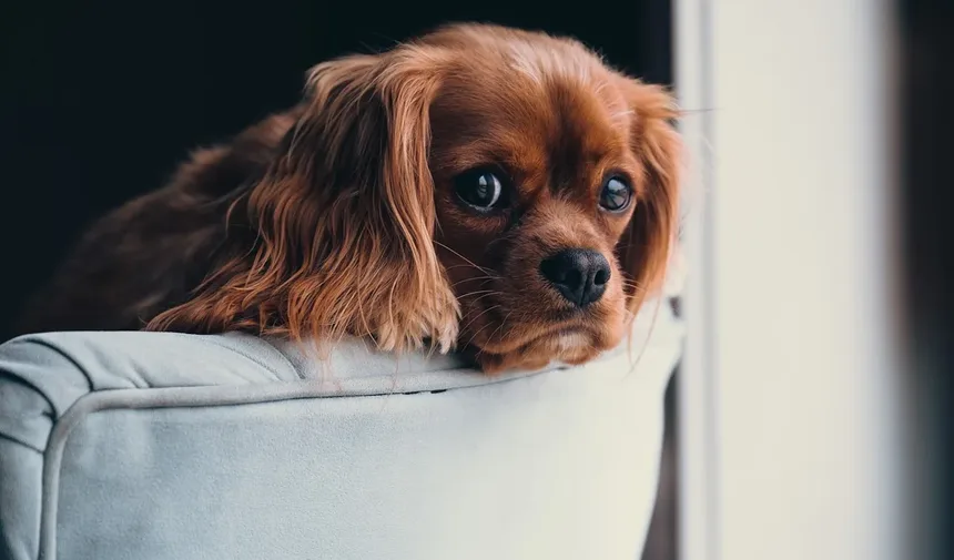 Como Parar um Cachorro de Latir à Noite?