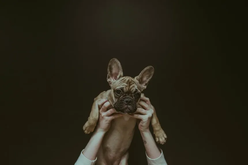 Como Passear com Seu Cão no Verão: 10 Dicas Essenciais