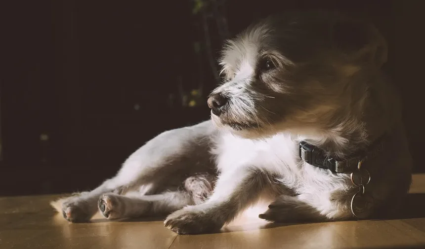 Como Passear com Seu Cão no Verão: 10 Dicas Essenciais