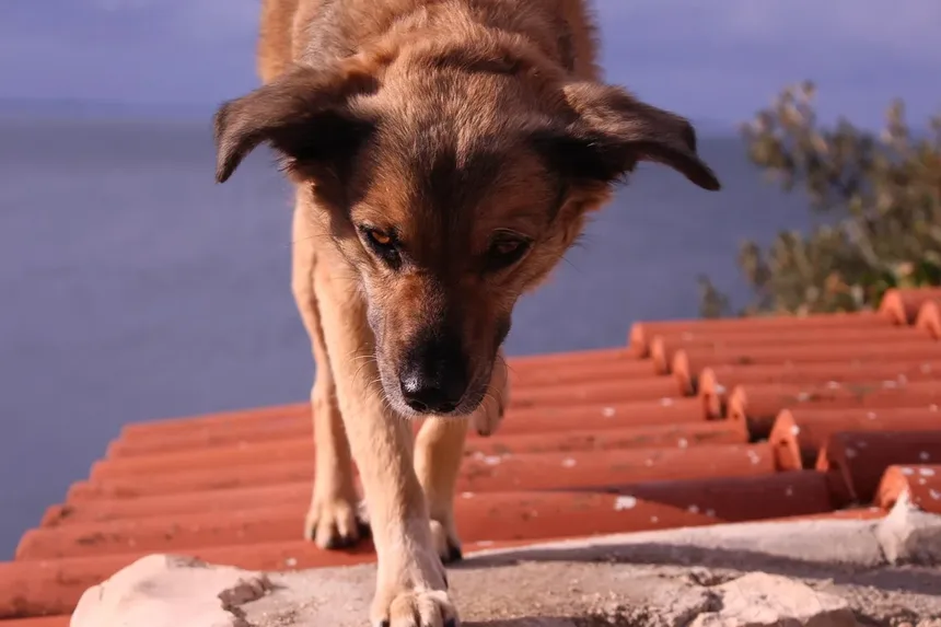 Como Proteger Cães e Gatos de Carrapatos com os Remédios Certos