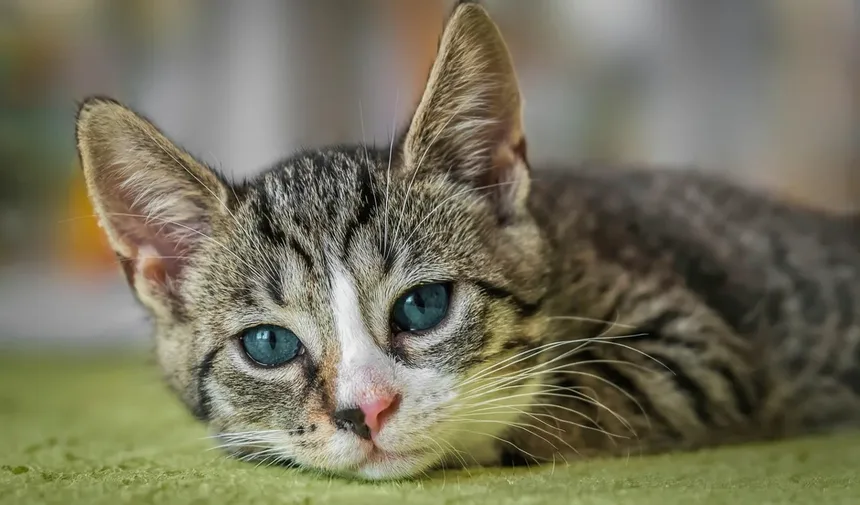 Cronograma de Vacinação para Gatinhos: Um Guia Abrangente