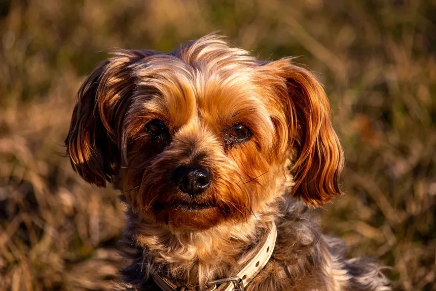 Por que o meu cão ladra à noite? 6 causas e soluções