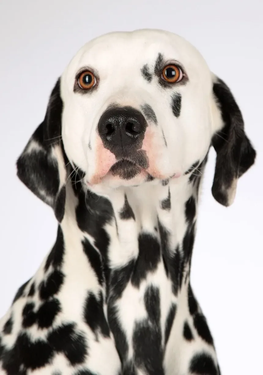 Ração para Cães Idosos: Guia de Nutrição e Alimentação