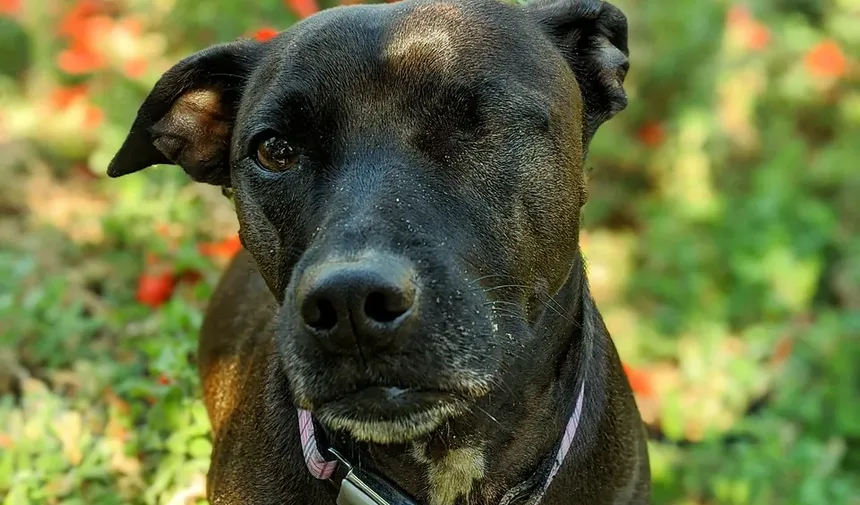 Ração para Cães Idosos: Guia de Nutrição e Alimentação