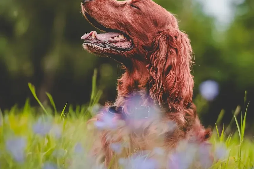 Ração para Cães Idosos: Guia de Nutrição e Alimentação