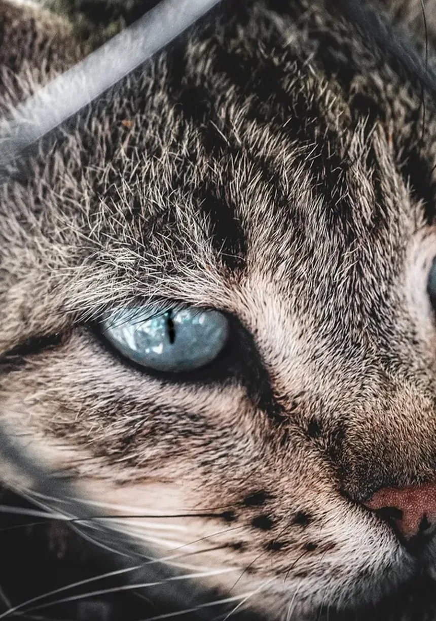 O Cronograma Completo de Vacinação para Gatinhos