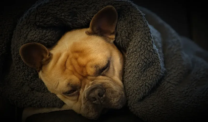 Quais são os Melhores Alimentos para Cães Idosos?