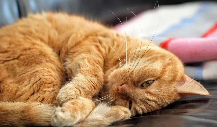 Por Que os Gatos se Lambem Tanto? Descubra os Segredos Felinos!