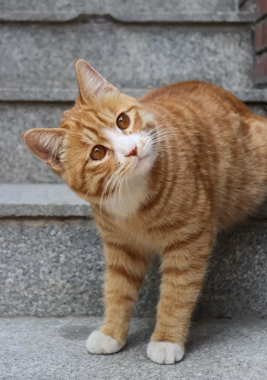 Por Que os Gatos Amam Pontos de Laser? Descubra os Benefícios!