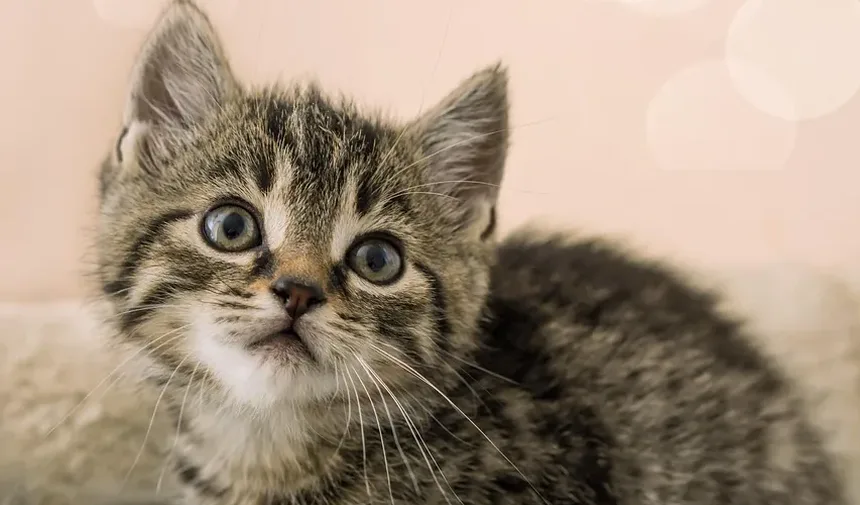 Por Que os Gatos Amam Pontos de Laser? Descubra os Benefícios!