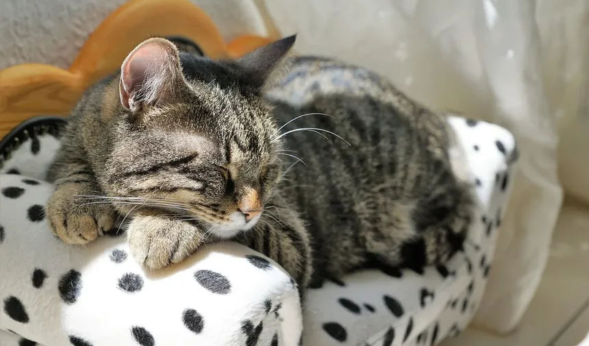 Por que os Gatos Dormem em Nossas Cabeças? 5 Razões Surpreendentes