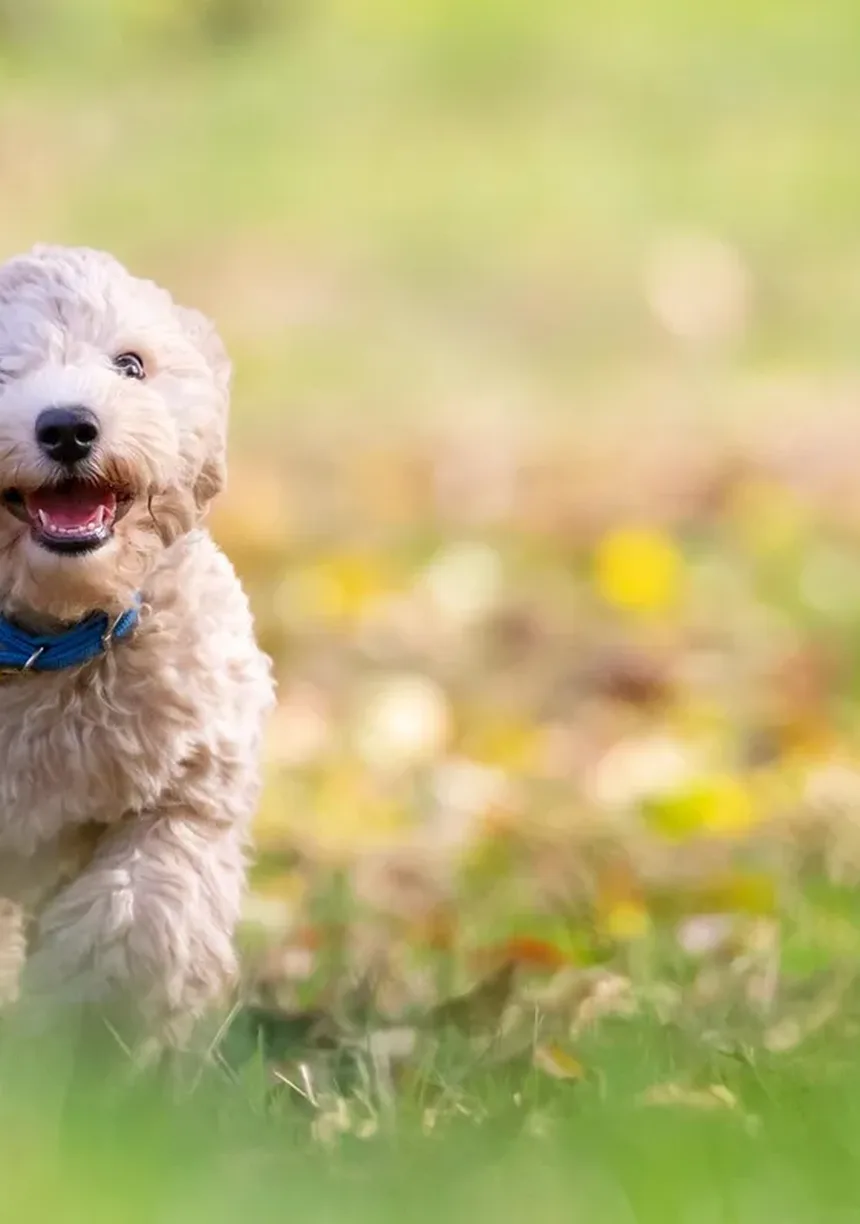 Por Que os Cães Comem Fezes? 7 Razões e Como Parar Esse Hábito