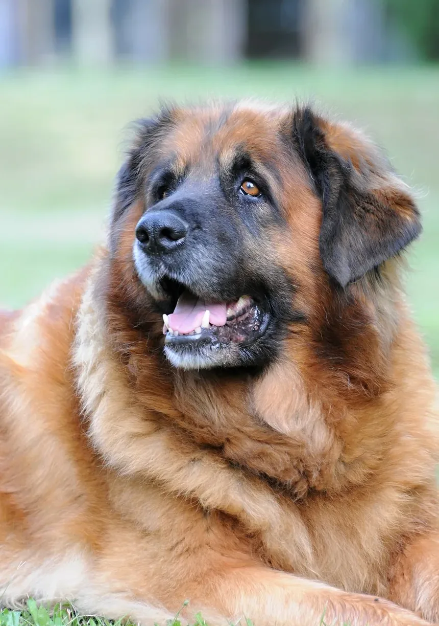 Melhores Dicas de Higiene para Cães