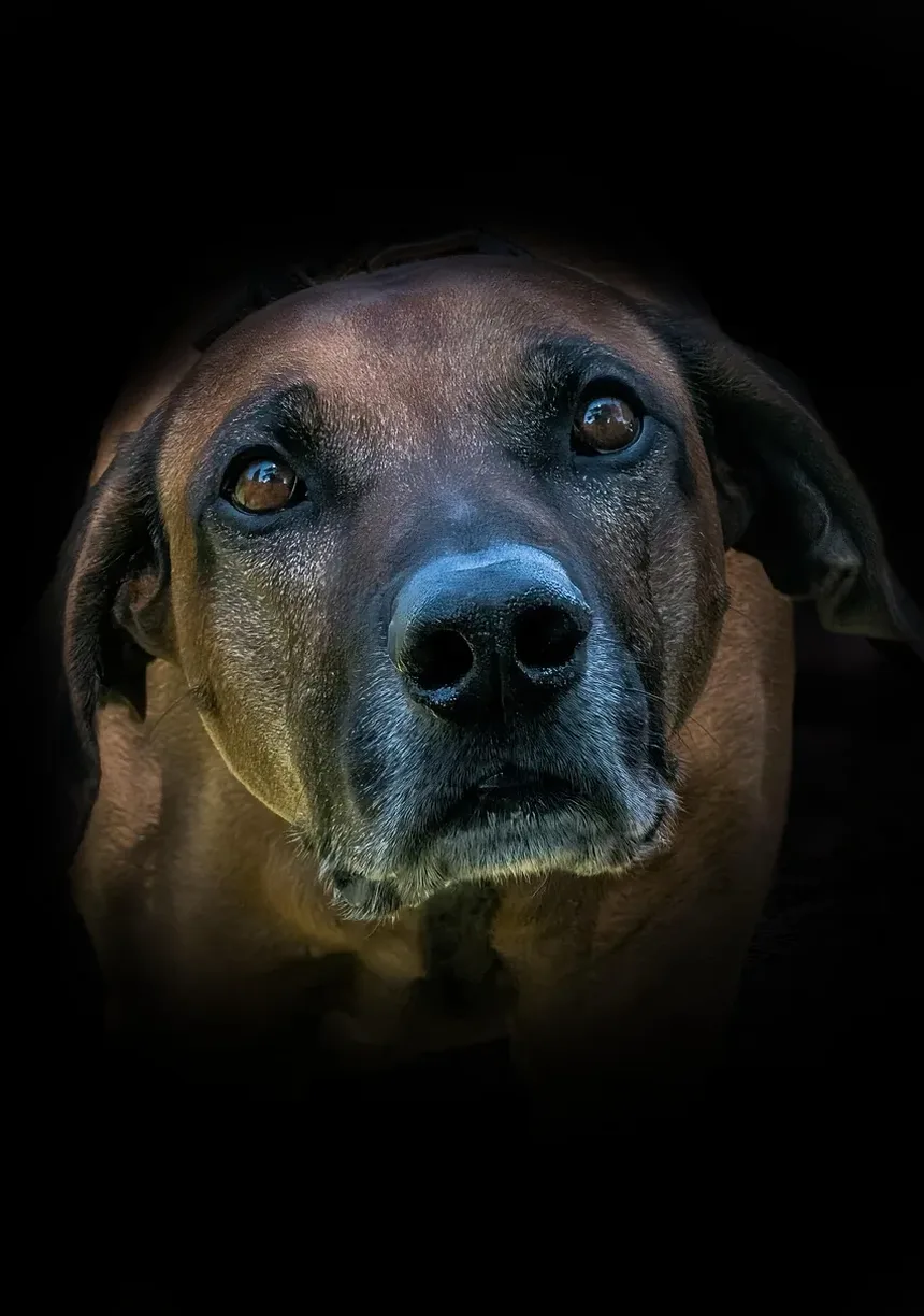 Sintomas Comuns de Doenças em Cães: O Que Todo Proprietário de Animal de Estimação Deve Saber