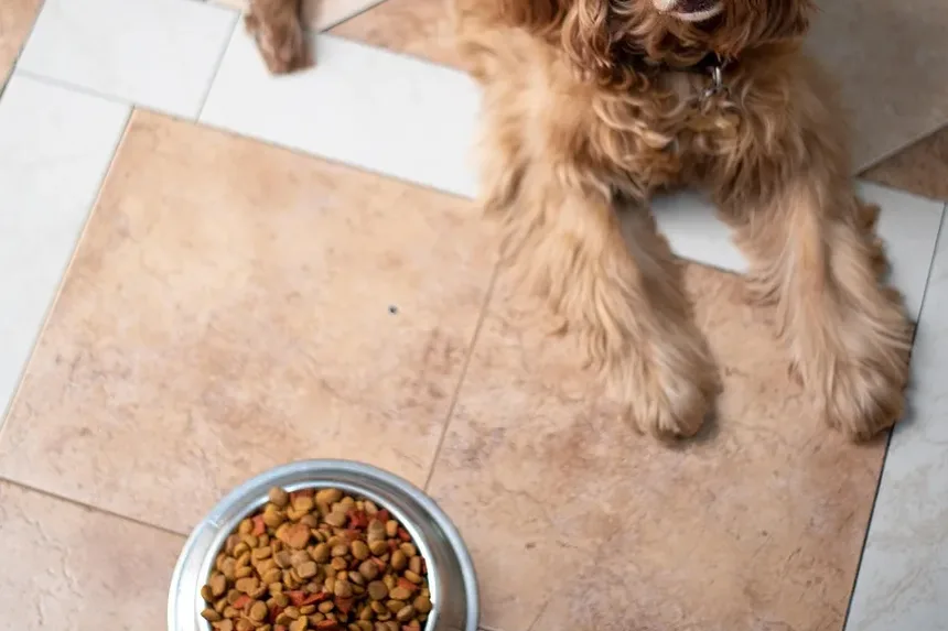 Com que Frequência Cortar as Unhas do Meu Cão: Um Guia Completo
