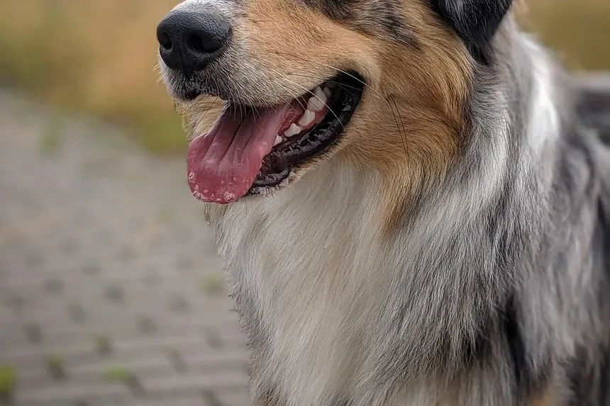 Como Prevenir Doenças em Cães: Dicas Essenciais para Proprietários de Animais de Estimação