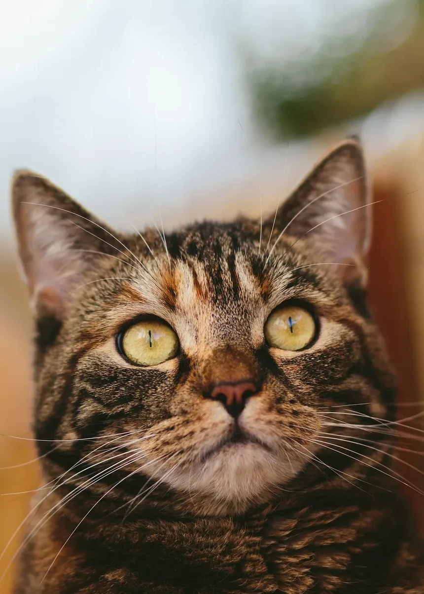 Como Tratar a Alergia a Pulgas em Gatos em Casa: Um Guia Completo