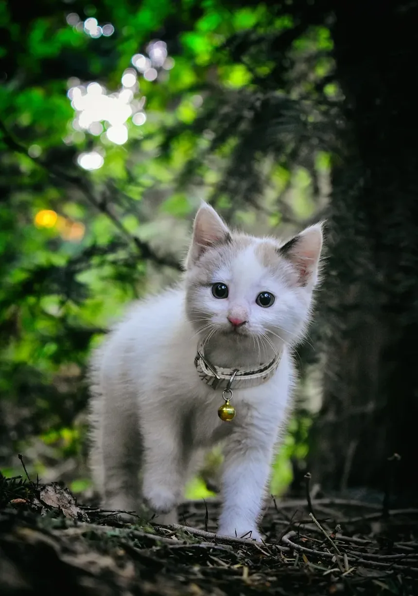 Como Tratar a Alergia a Pulgas em Gatos em Casa: Um Guia Completo