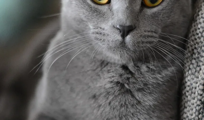 Como Tratar a Alergia a Pulgas em Gatos em Casa: Um Guia Completo