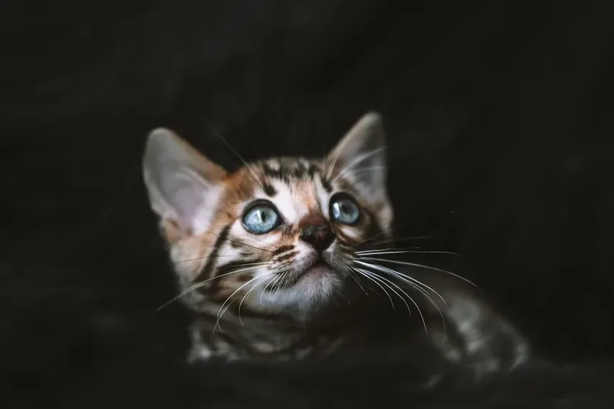 Como Tratar a Alergia a Pulgas em Gatos em Casa: Um Guia Completo
