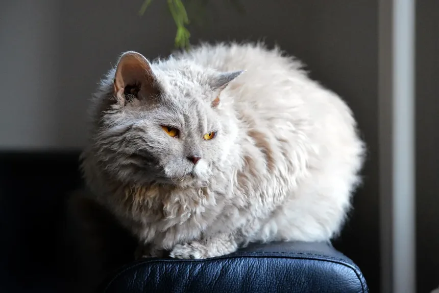 R/coolguides no Reddit: Um Guia Legal sobre Como Saber se Seu Gato Está com Dor